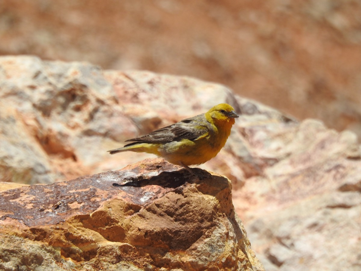 Greater Yellow-Finch - ML195953241