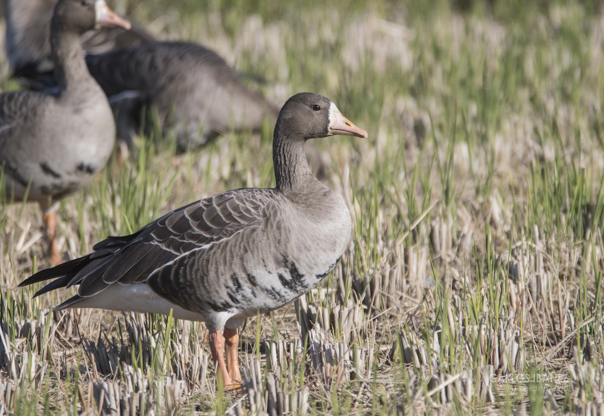 Greater White-fronted Goose - ML195953891