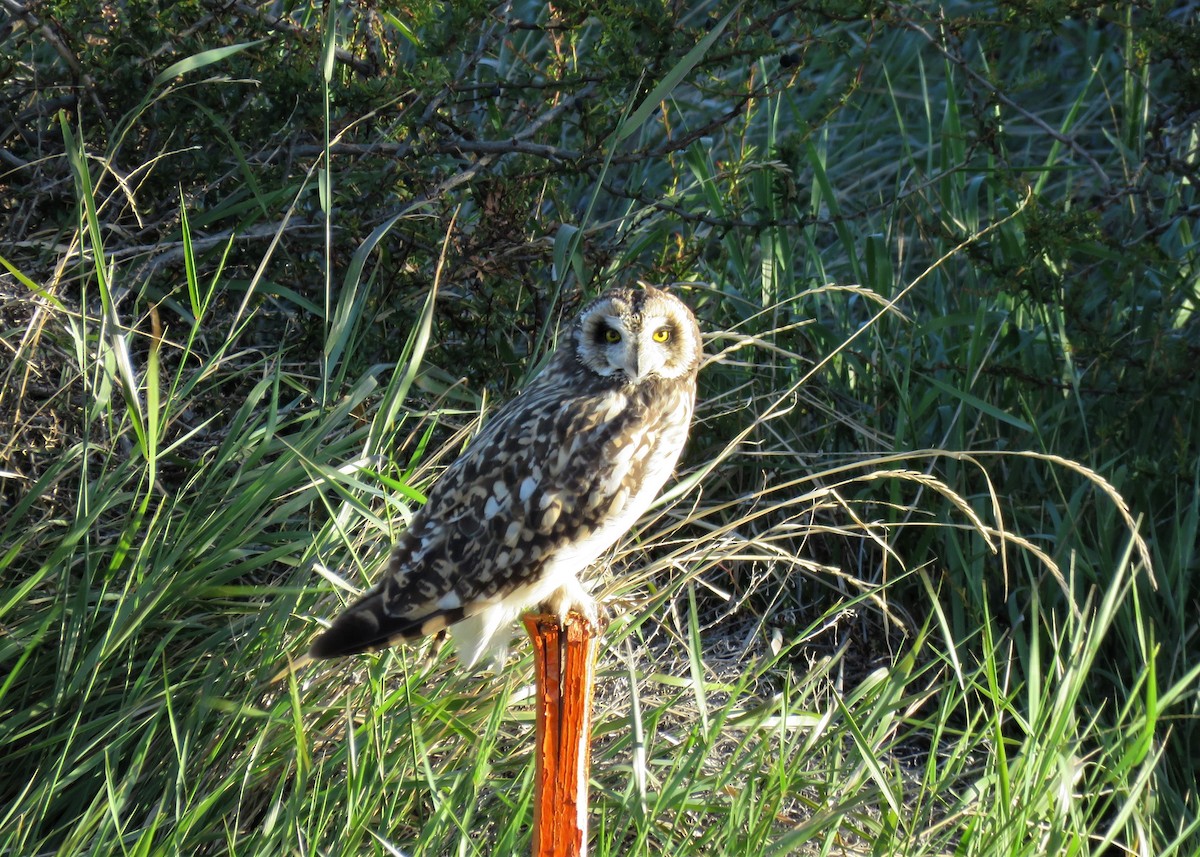 Short-eared Owl - ML195954271