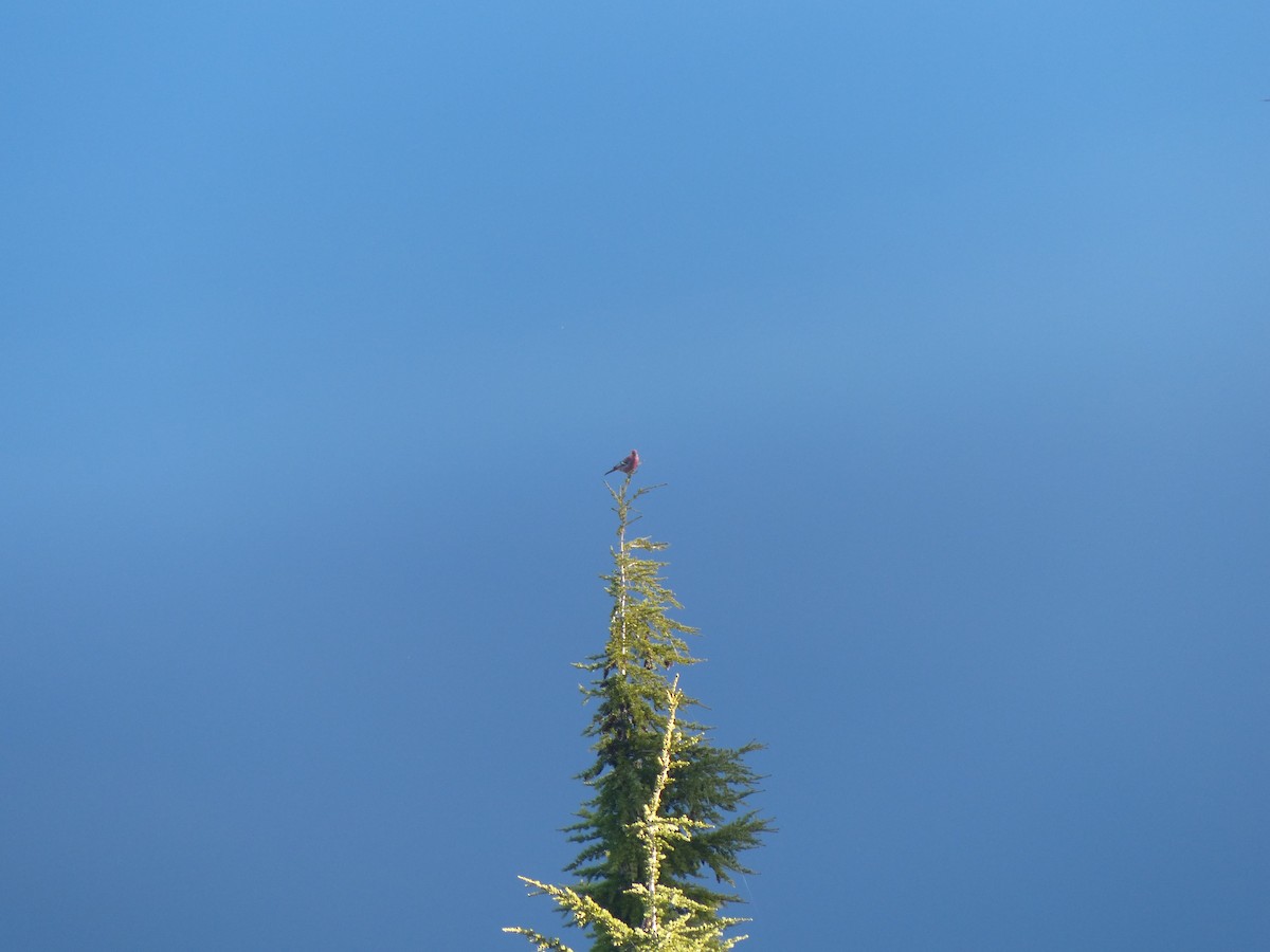 Pine Grosbeak (Pacific Northwest) - ML195958641
