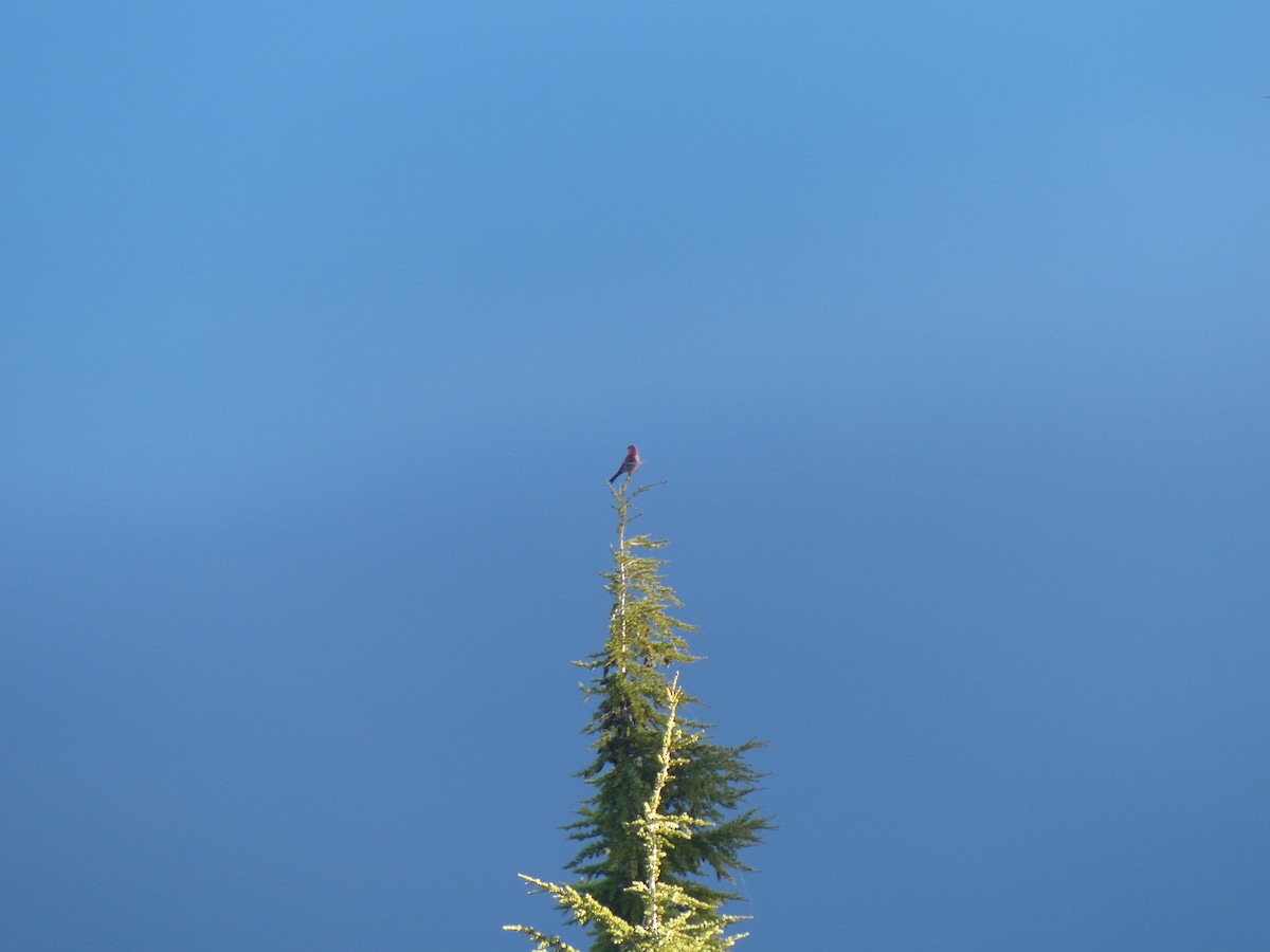 Pine Grosbeak (Pacific Northwest) - ML195958711