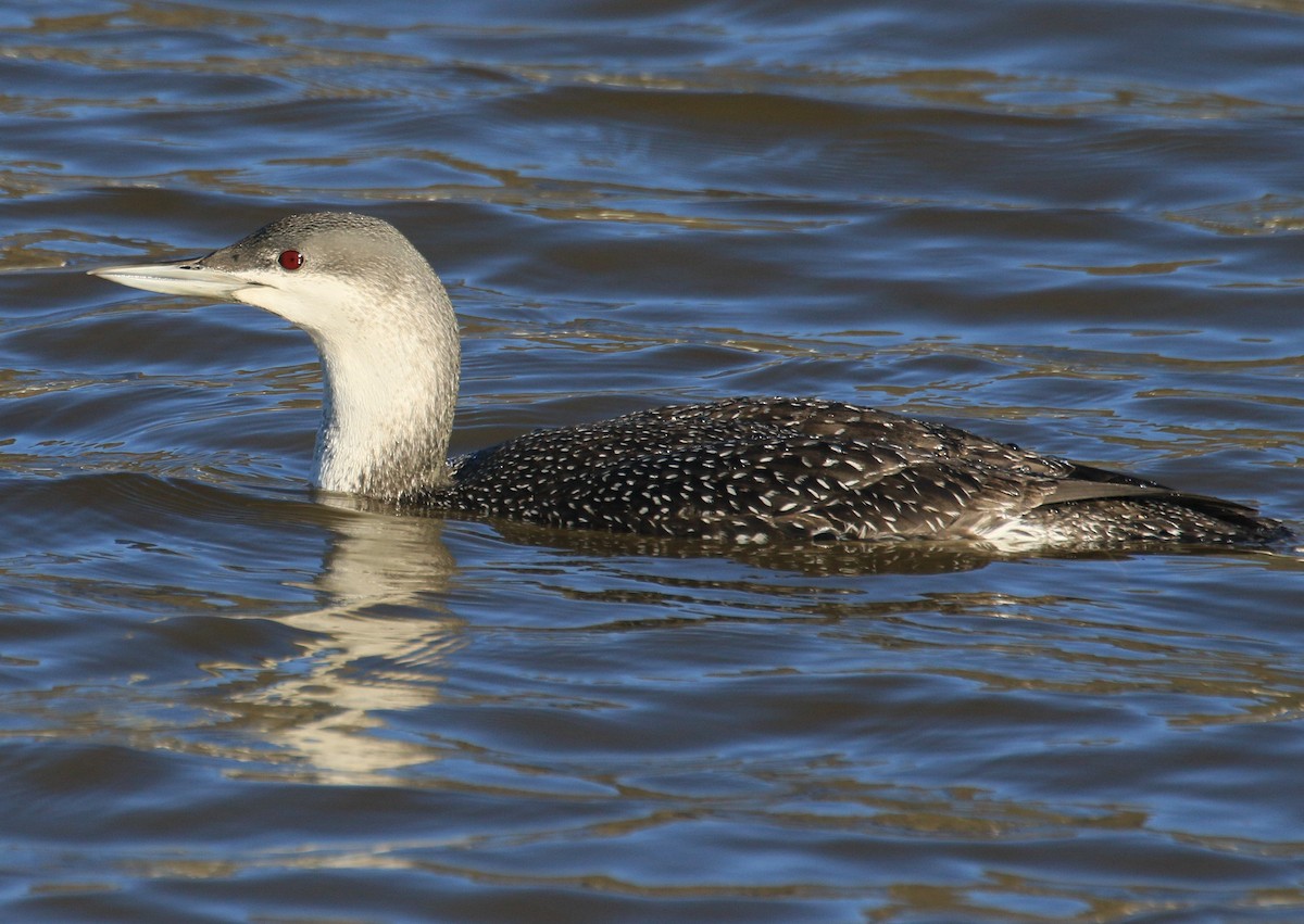 Red-throated Loon - ML195963241