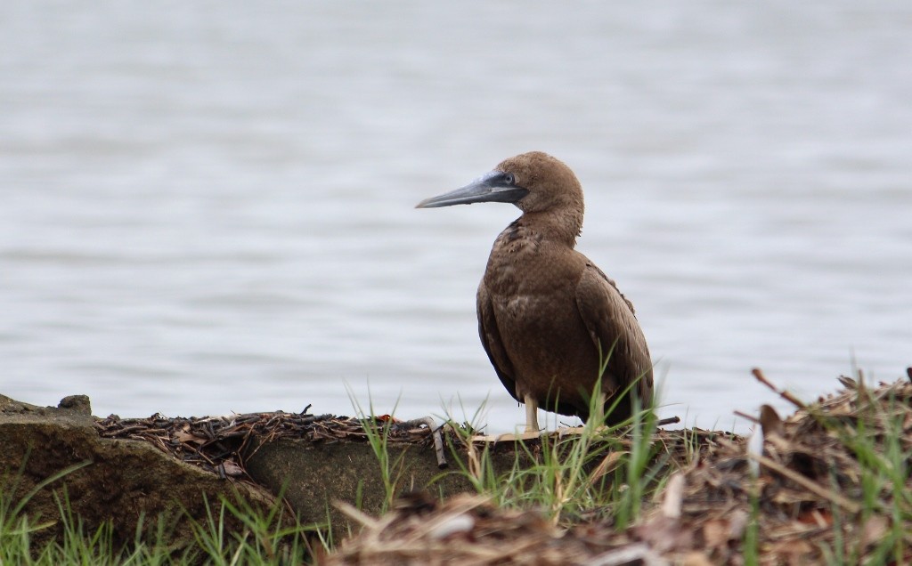 Brown Booby - ML195965261