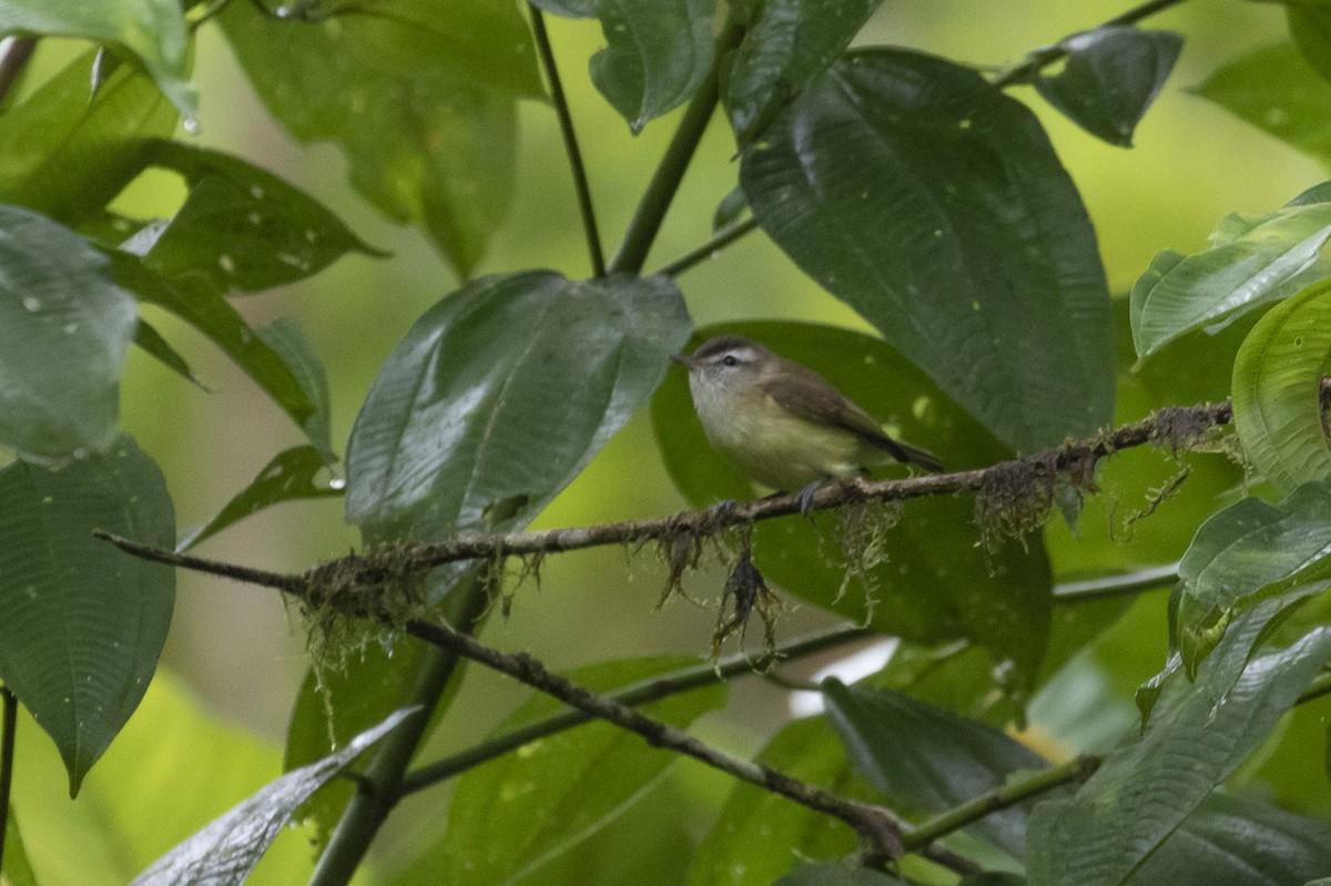 Brown-capped Vireo - Michael Todd