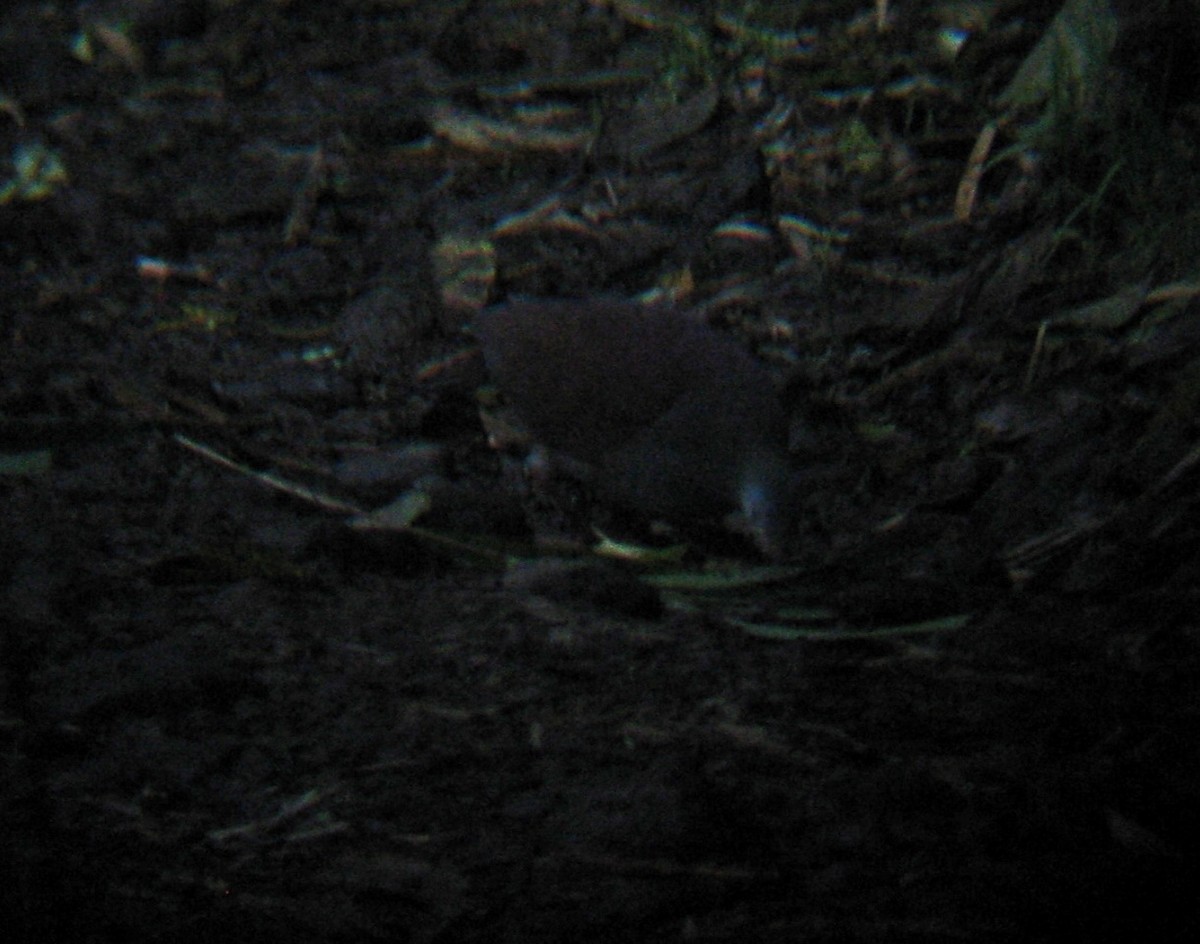 Buff-fronted Quail-Dove - ML195967611