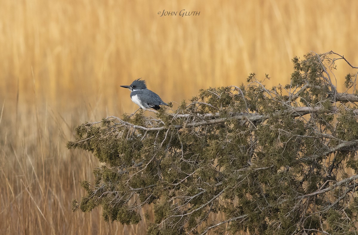 Belted Kingfisher - John Gluth
