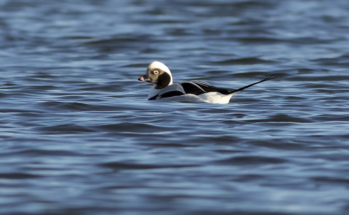 Long-tailed Duck - ML195970631