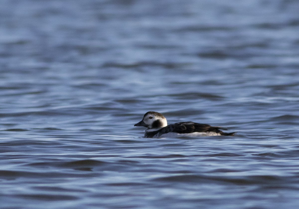 Long-tailed Duck - ML195970641