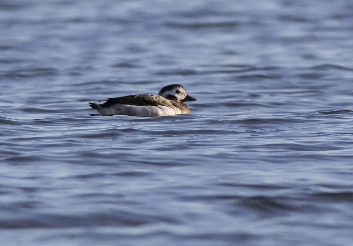 Long-tailed Duck - ML195970651