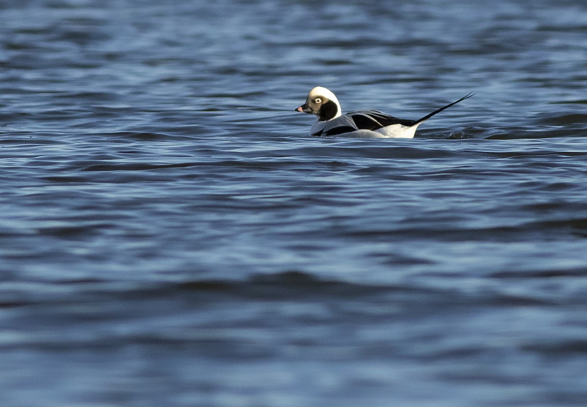 Long-tailed Duck - ML195970661