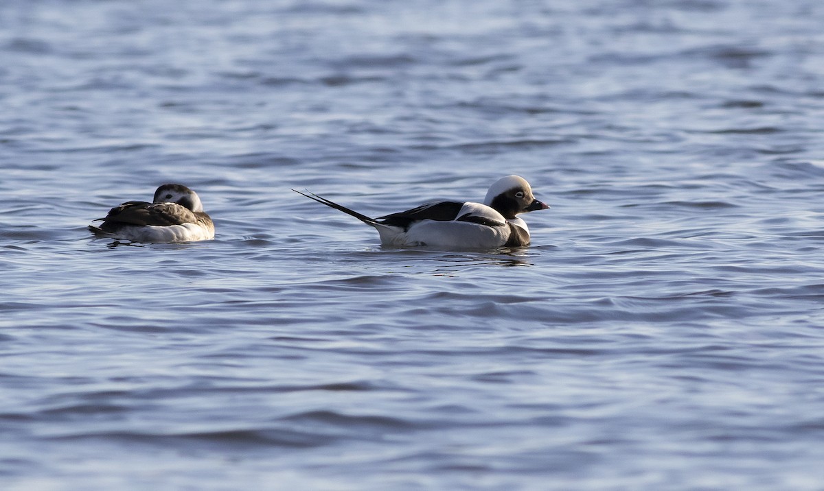 Long-tailed Duck - ML195970671