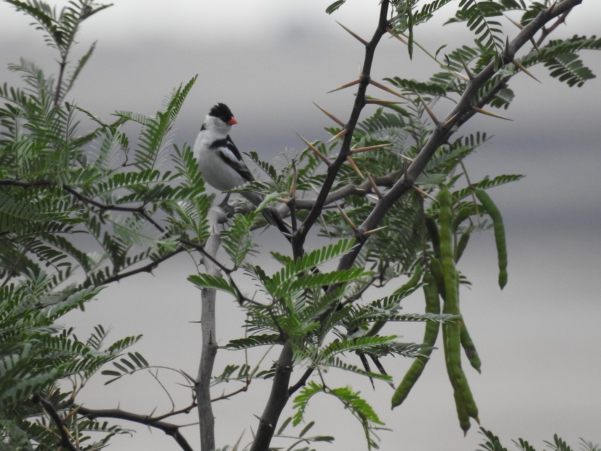 Pin-tailed Whydah - ML195974041