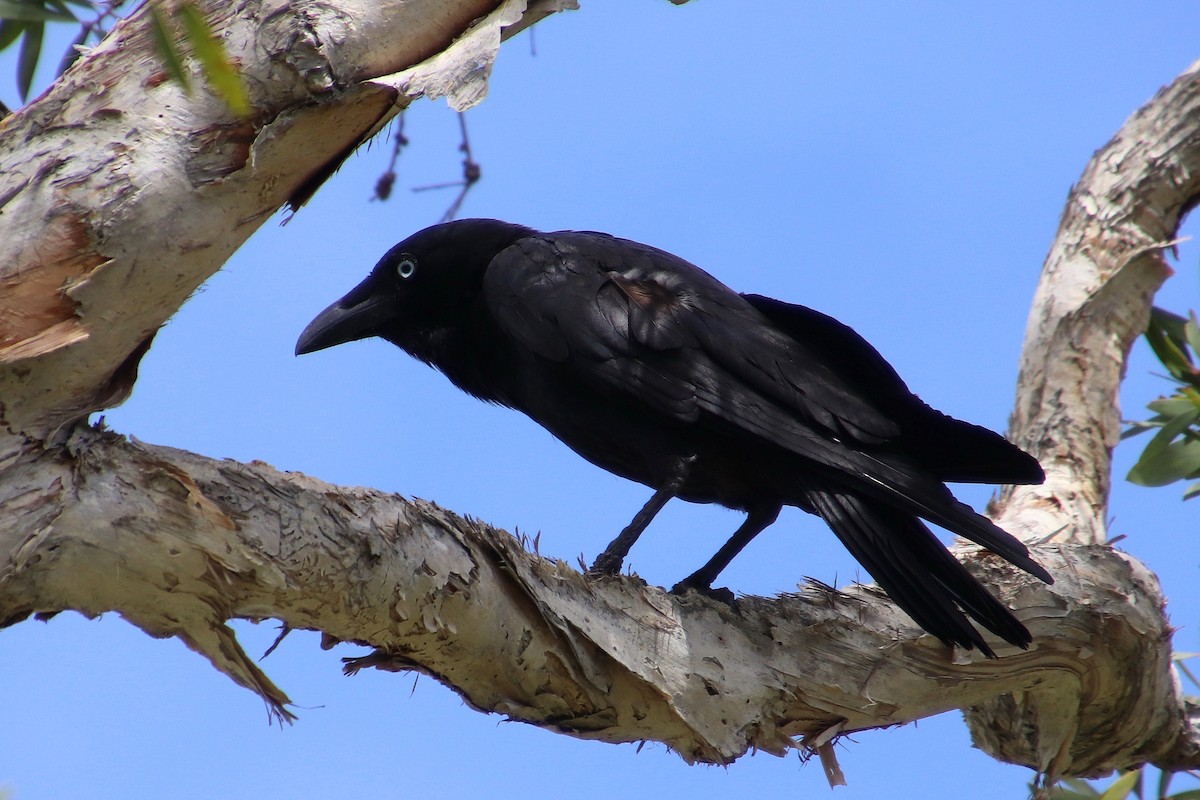 Torresian Crow - ML195975321