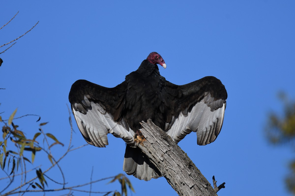 Turkey Vulture - ML195979801