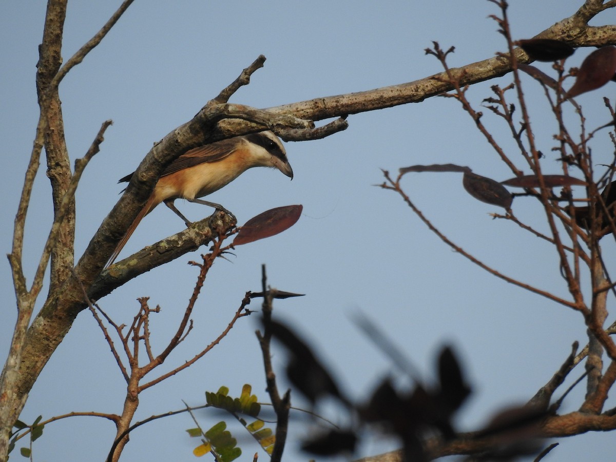 Brown Shrike (Philippine) - ML195982981