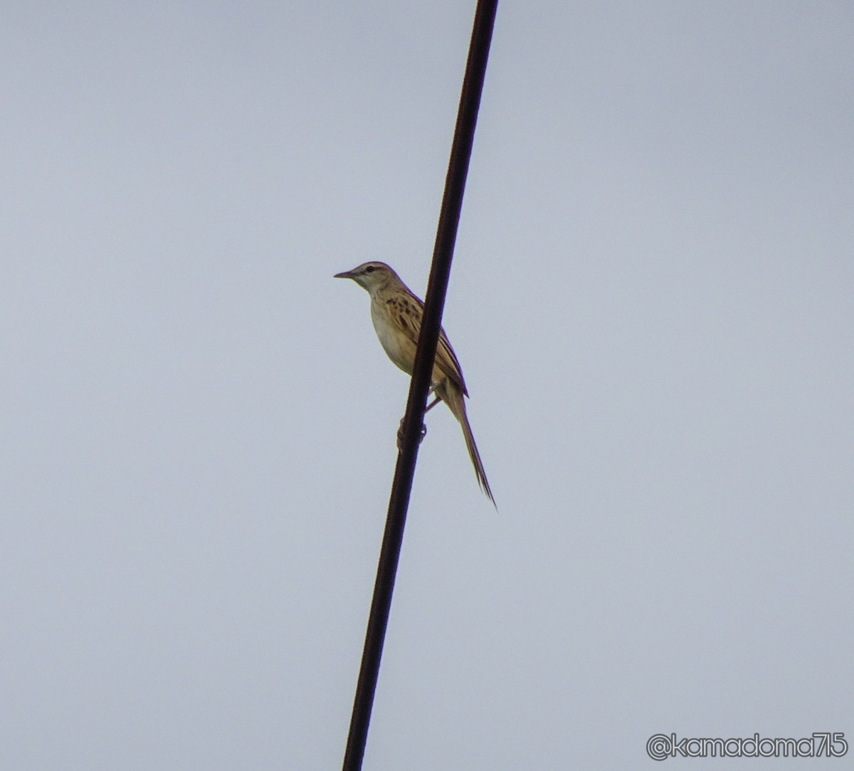 Striated Grassbird - ML195992851