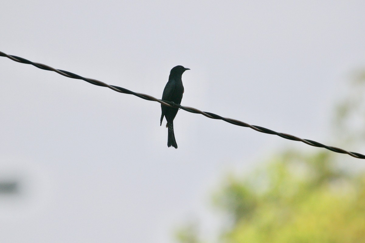Square-tailed Drongo-Cuckoo - ML195998901