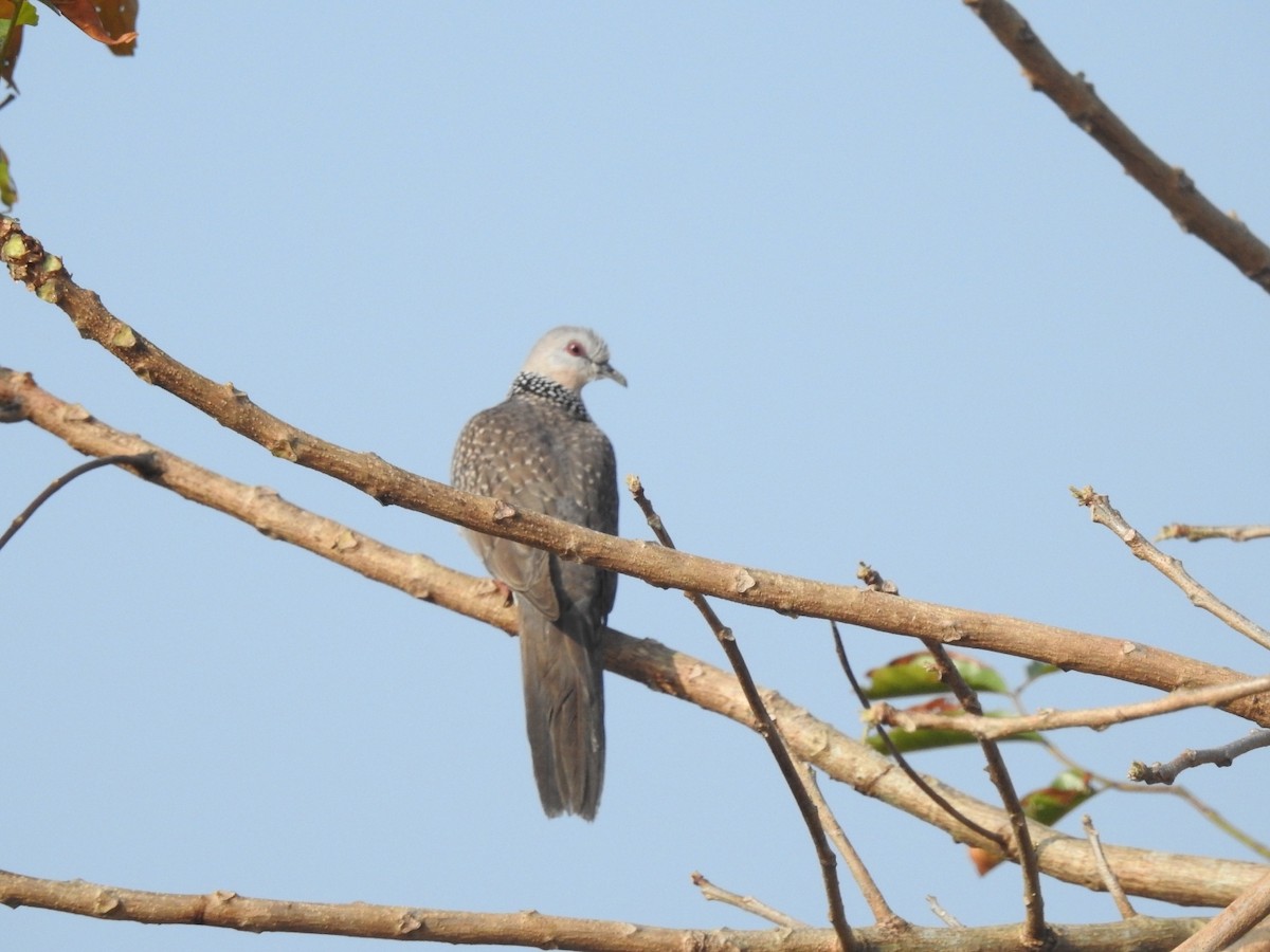 Spotted Dove - HARI MAVELIKARA
