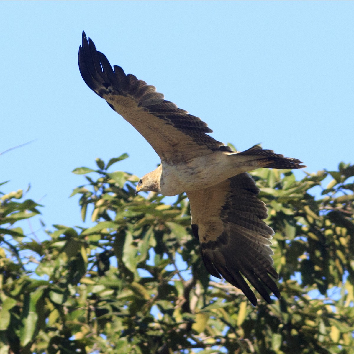 Tawny Eagle - Kanhaiya Udapure