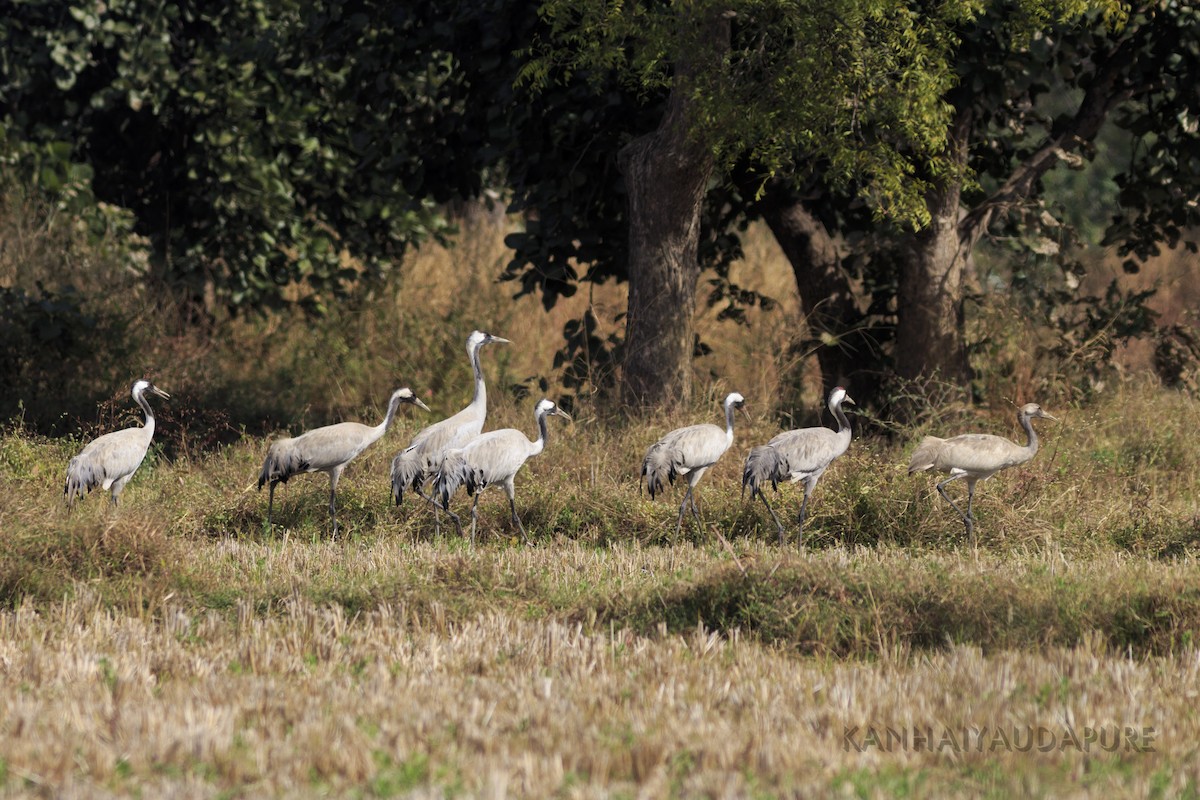 Common Crane - Kanhaiya Udapure