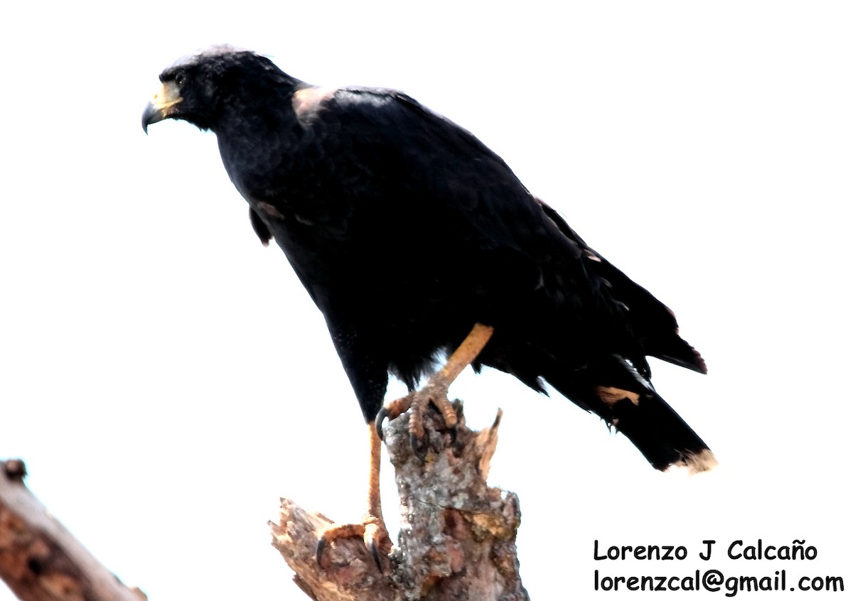 Great Black Hawk - Lorenzo Calcaño