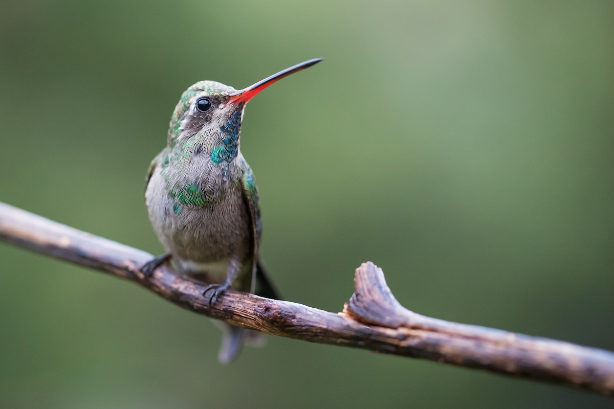 Broad-billed Hummingbird - ML196011431