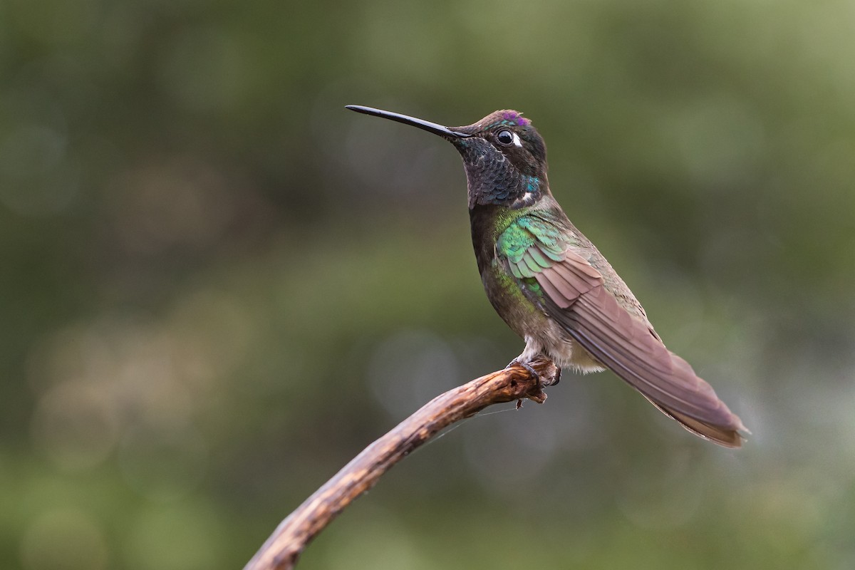 kolibřík skvostný - ML196011511