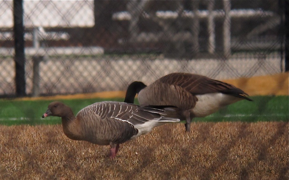 Pink-footed Goose - ML196013311