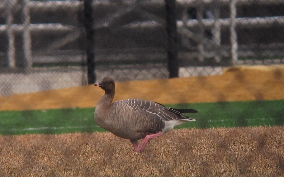 Pink-footed Goose - ML196013321