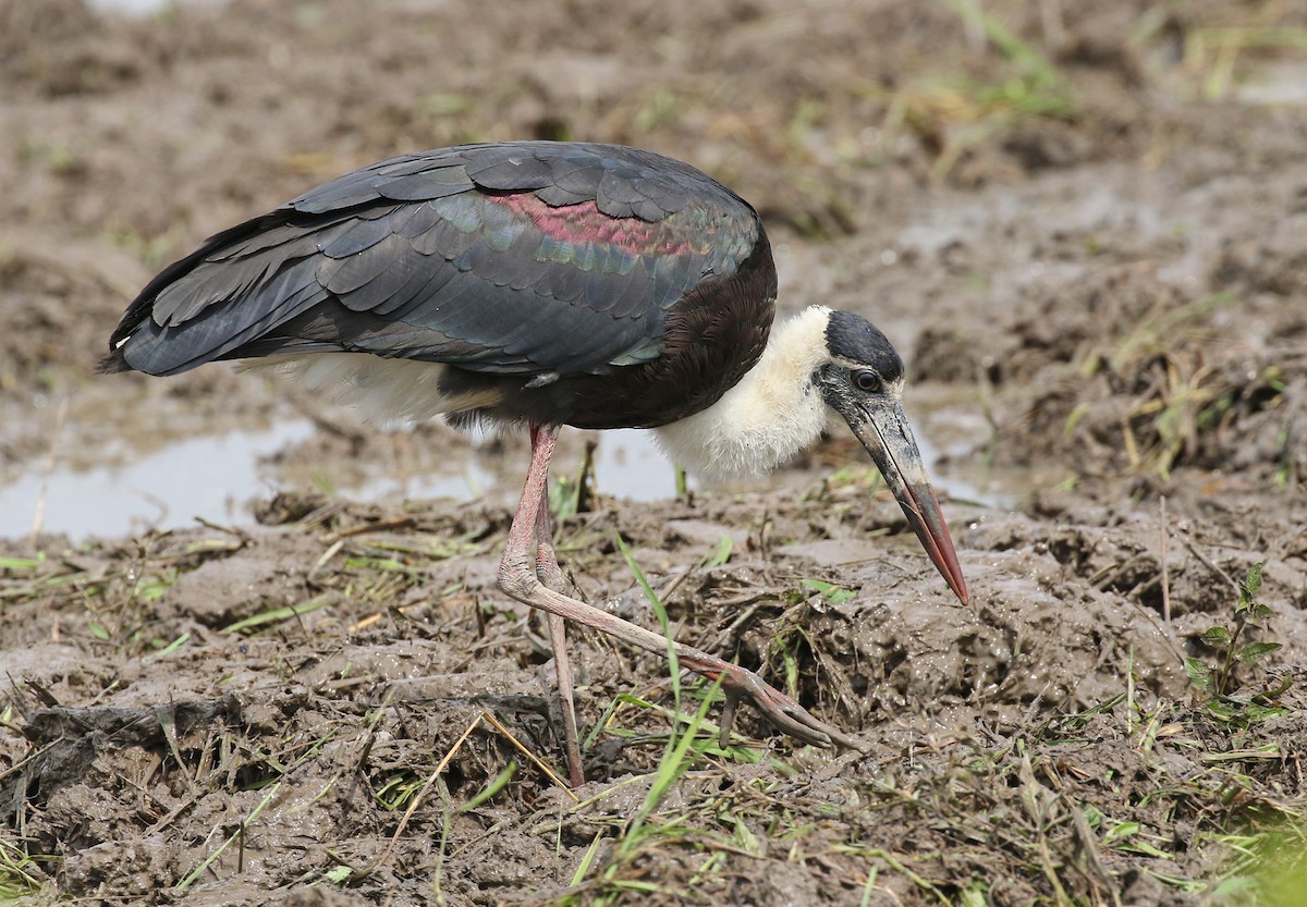 Asian Woolly-necked Stork - Dave Bakewell