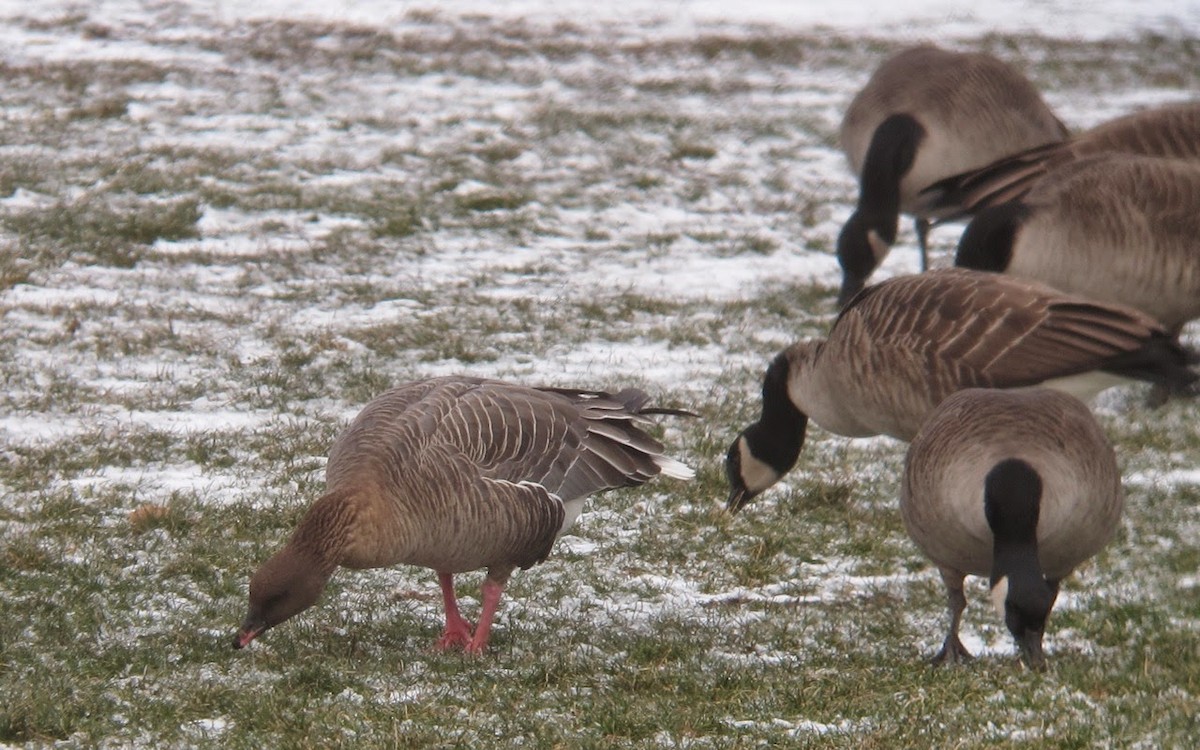 Pink-footed Goose - ML196016211