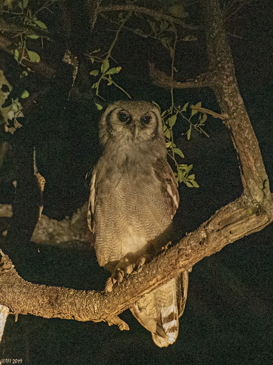 Verreaux's Eagle-Owl - ML196018291