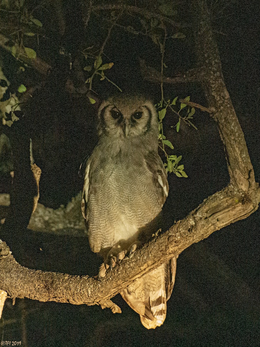Verreaux's Eagle-Owl - T I