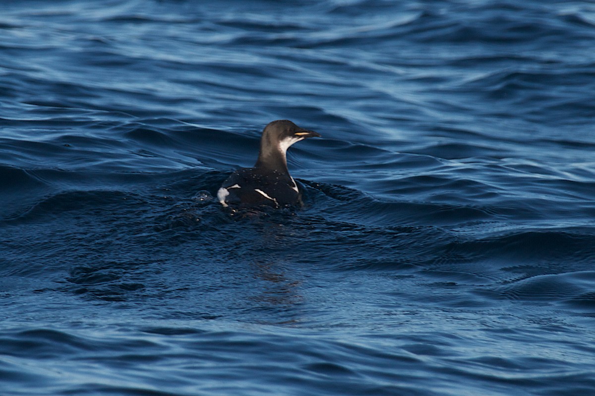 Thick-billed Murre - ML196019401