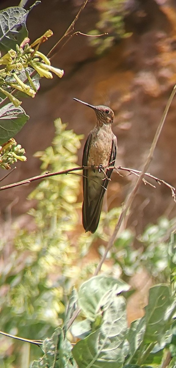 Giant Hummingbird - ML196020921