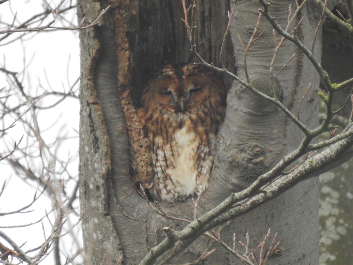 Tawny Owl - ML196021621
