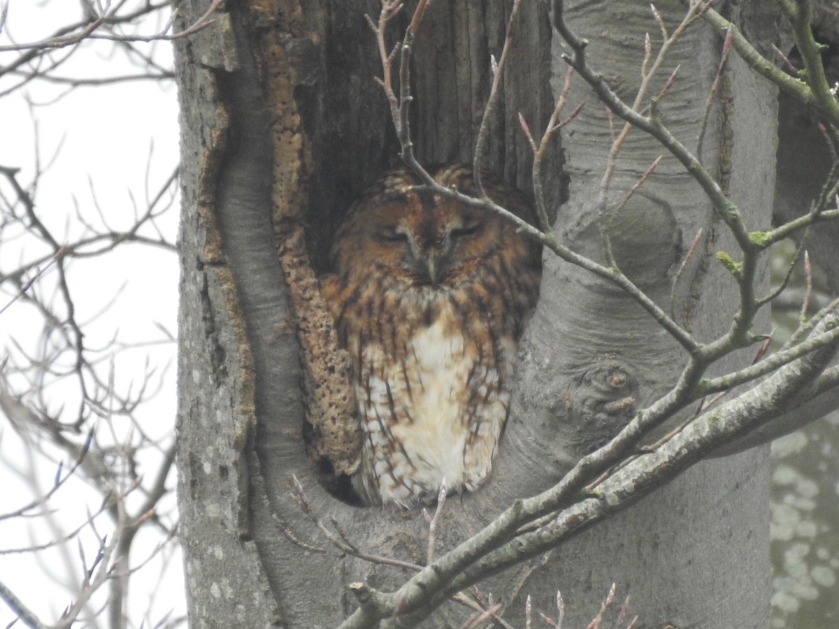 Tawny Owl - ML196021681