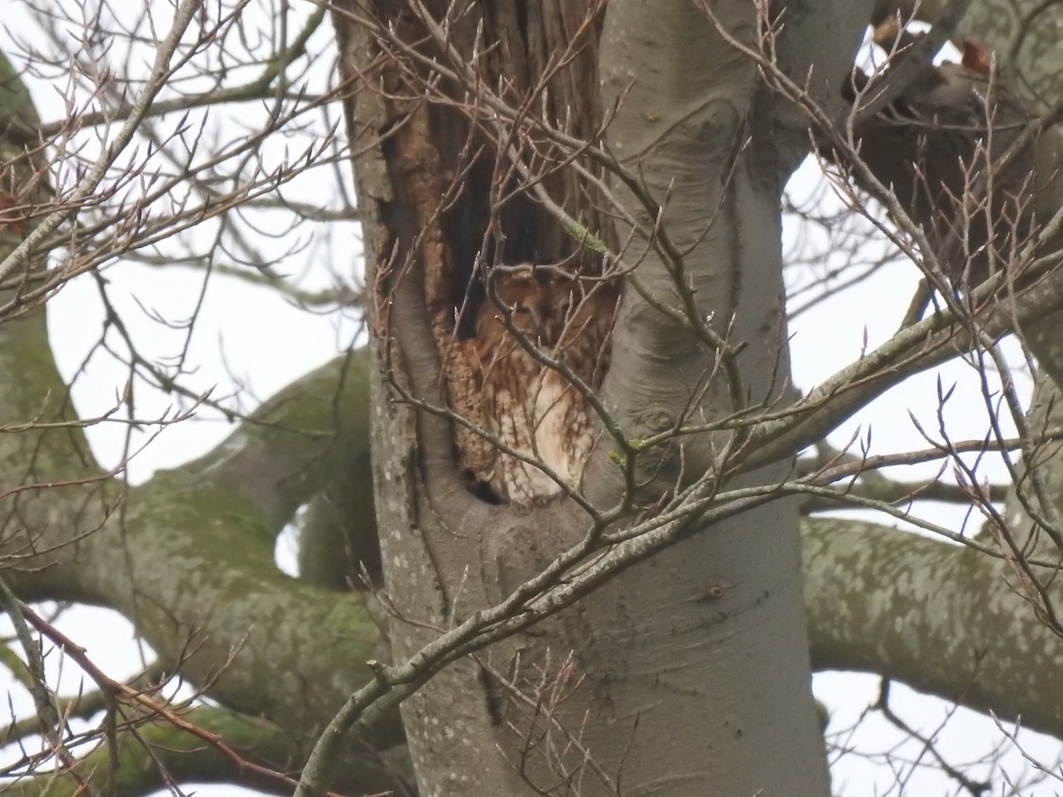 Tawny Owl - ML196021691