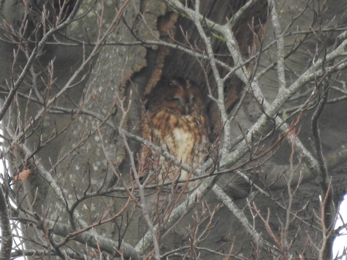 Tawny Owl - ML196021721