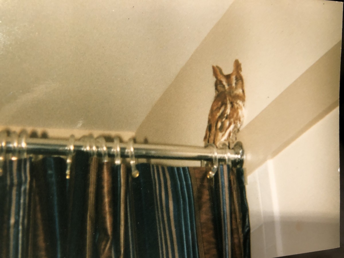 Eastern Screech-Owl - Marshall Iliff