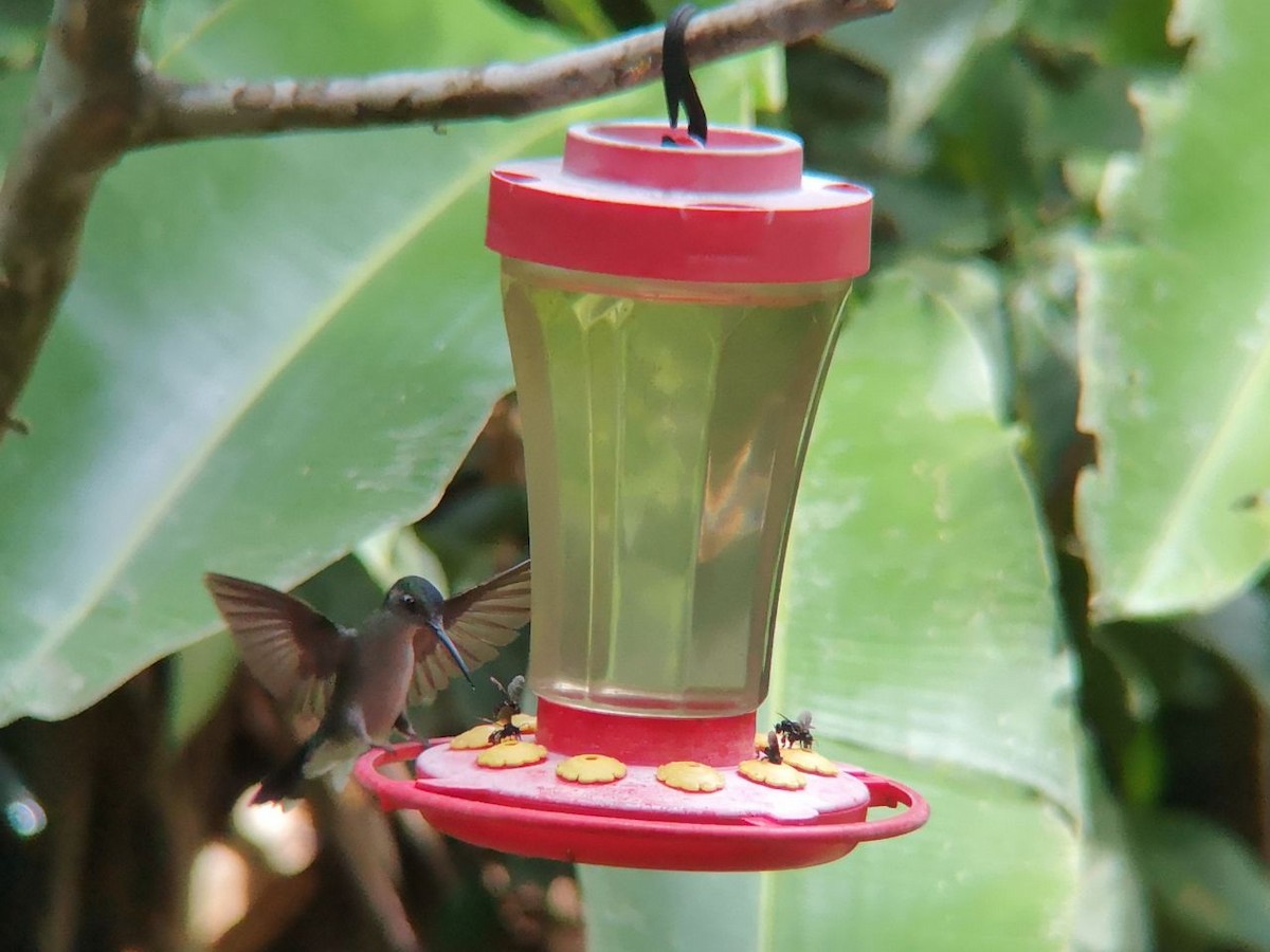 kolibřík šedoprsý - ML196024661