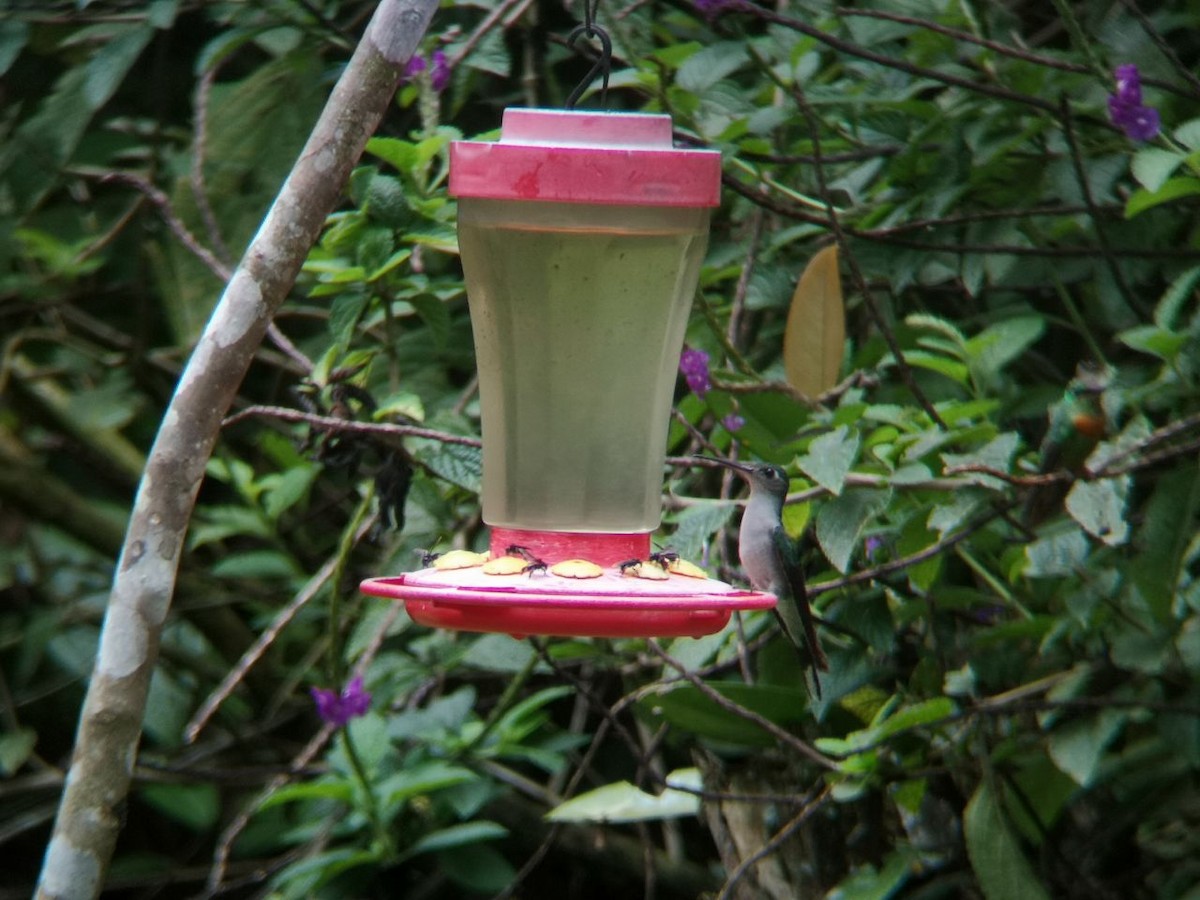 kolibřík šedoprsý - ML196024701