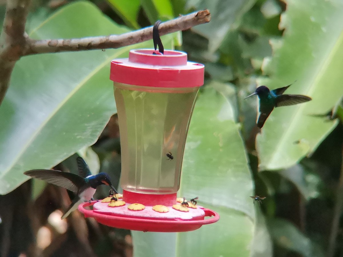 kolibřík bělokrký - ML196024771