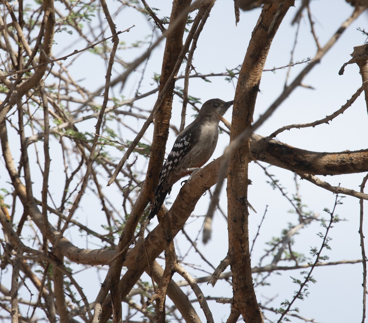 Arabian Woodpecker - ML196024931