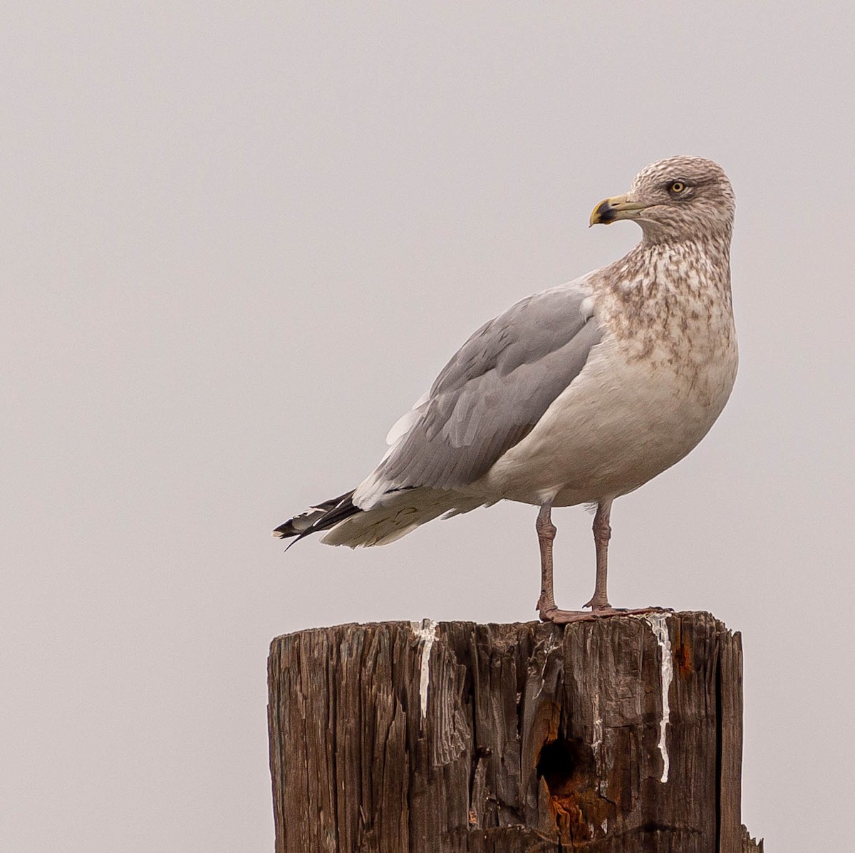 Ring-billed Gull - Colleen McCloskey