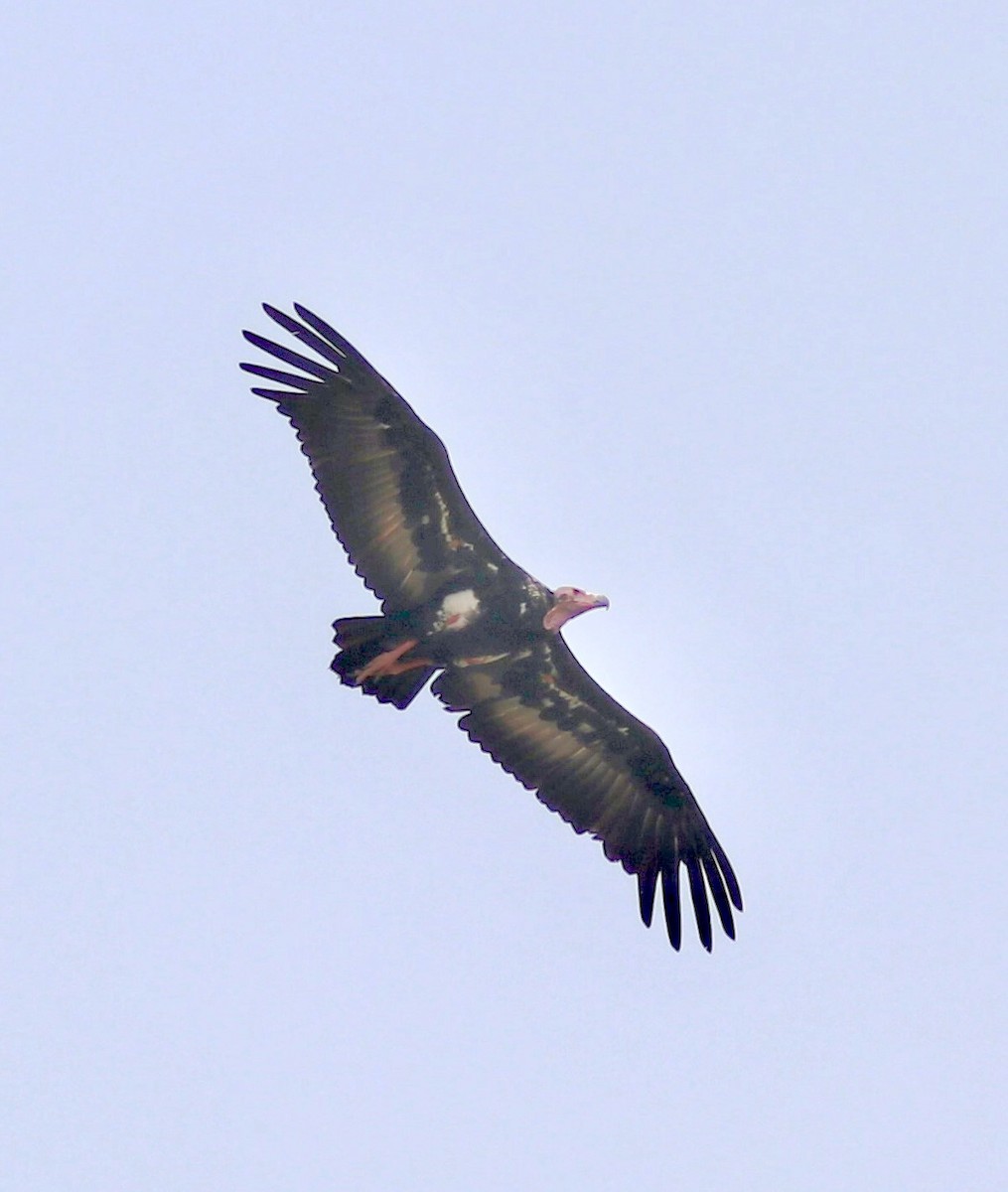 Red-headed Vulture - Kunal Bamby