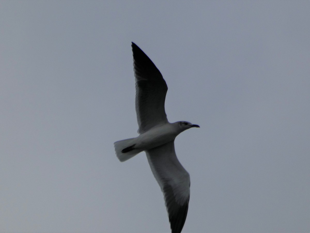 Laughing Gull - James Court