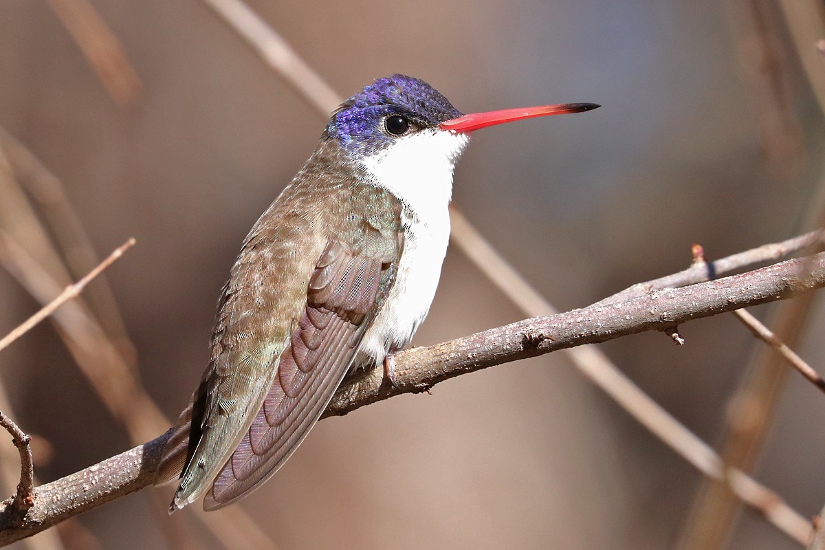 Violet-crowned Hummingbird - ML196038321