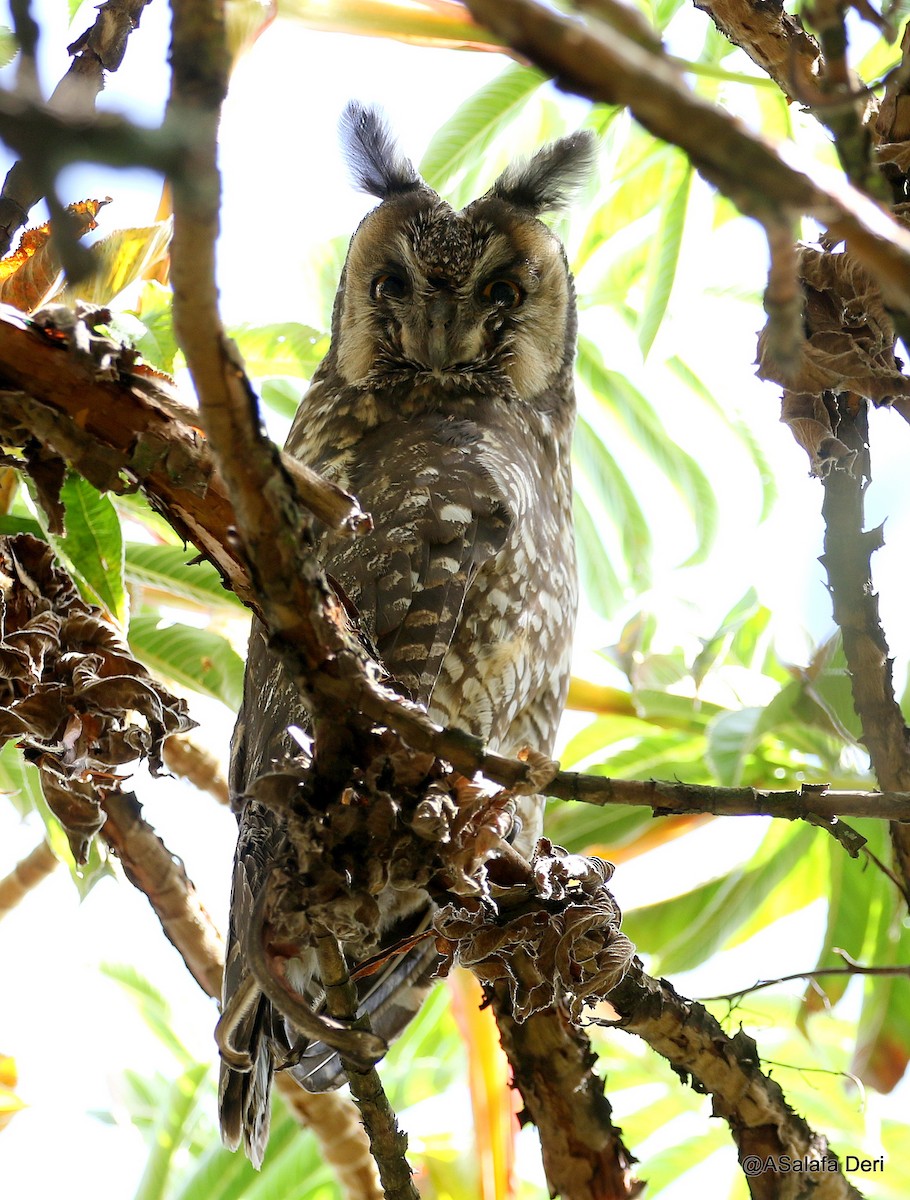 Abyssinian Owl - ML196041751
