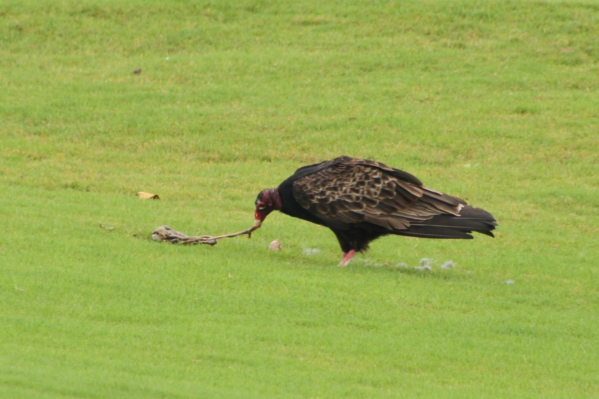 Turkey Vulture - E. Hoffa